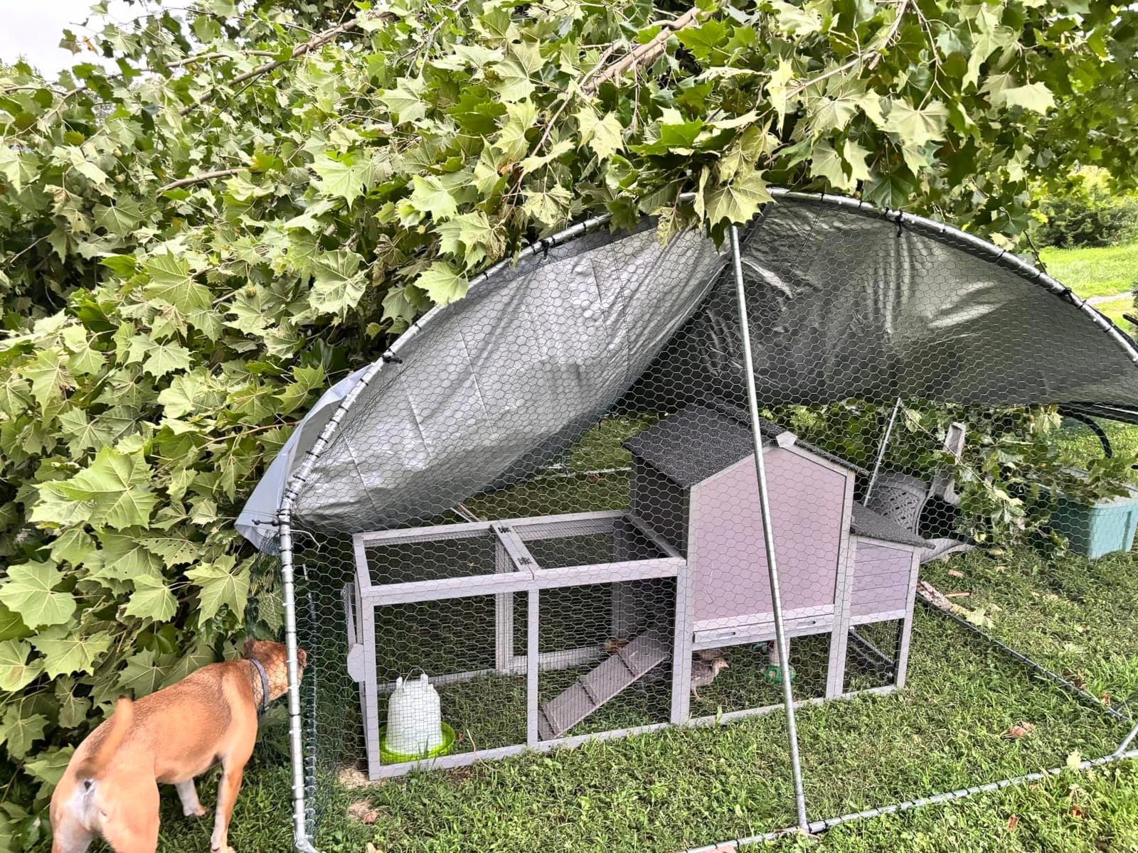 Large Metal Chicken Coop Round Top Upgrade Tri-Supporting Wire Mesh Chicken Run,Chicken Pen with Water-Resident and Anti-UV Cover,Duck Rabbit House Outdoor(19'L x 9'W x 6.5'H) customer photo 1
