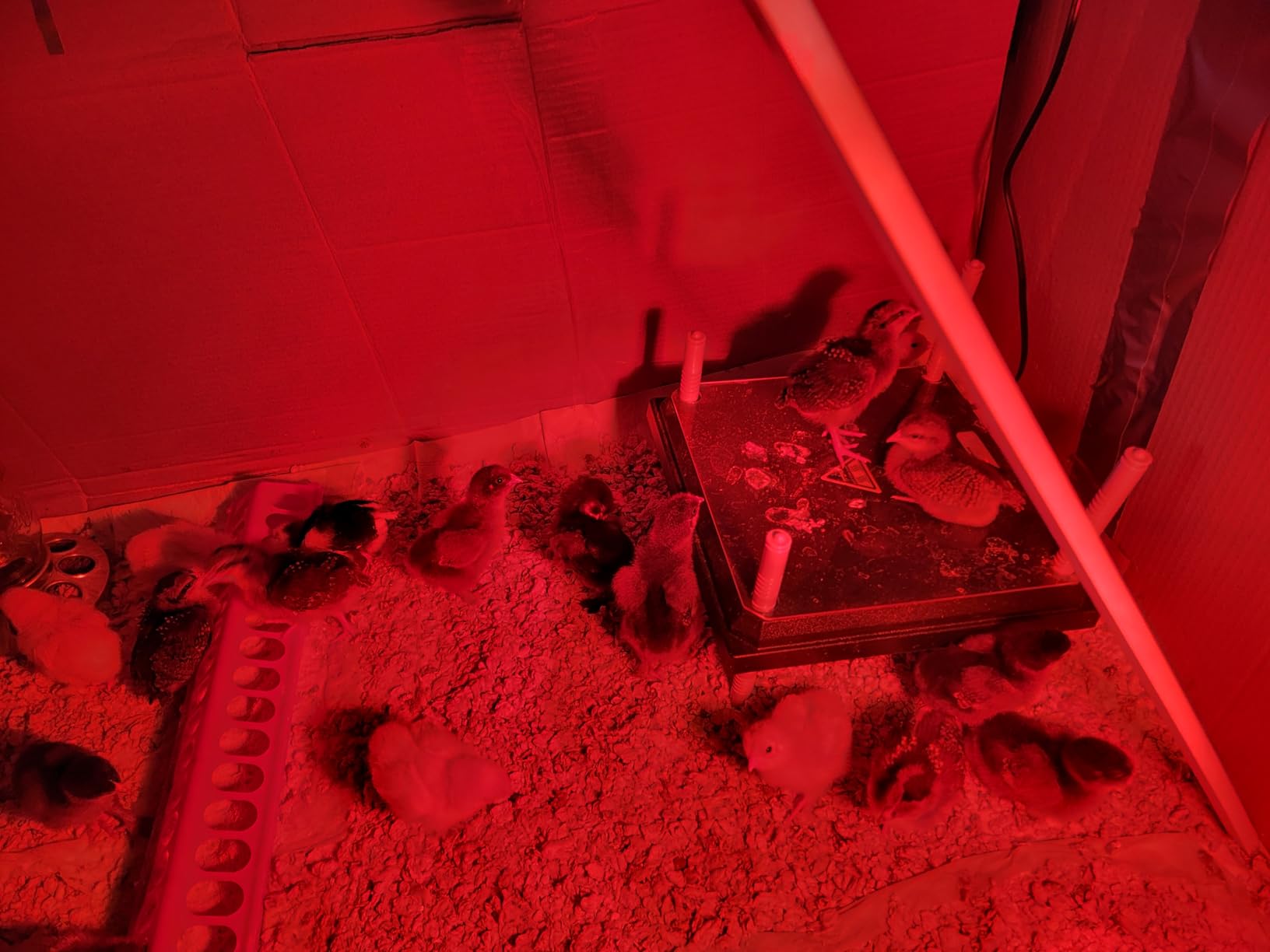 Brooder Heater for Chicks: Chick Brooder Heating Plate with Easy- Cleaning Plate Poultry Coop Heater Chicks Warmer 12