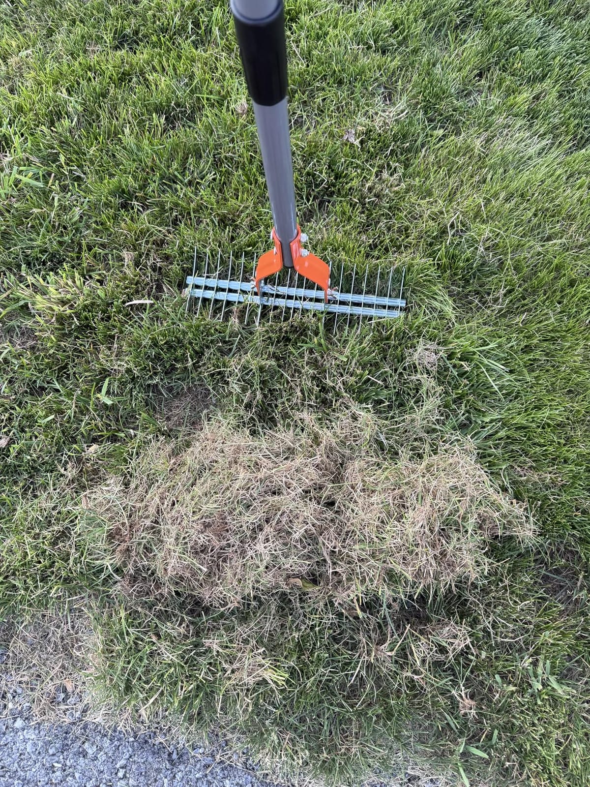 Walensee 15-Inch Thatch Rake for Lawn, 19-Tine Dethatcher, 70-Inch Handle customer photo 1