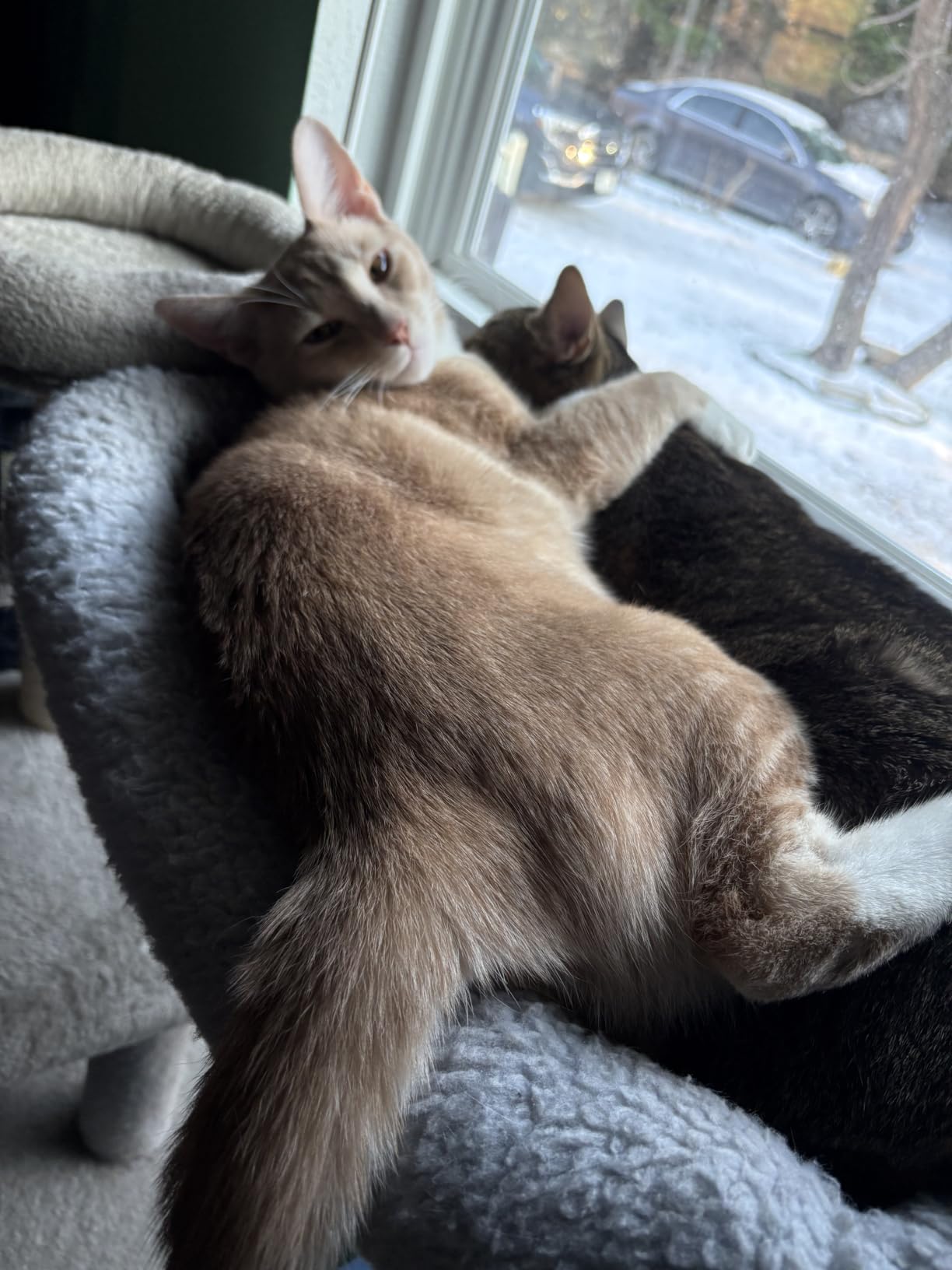Zakkart Foldable Cat Hammock for Window (White Bolster Bed, Medium) customer photo 2