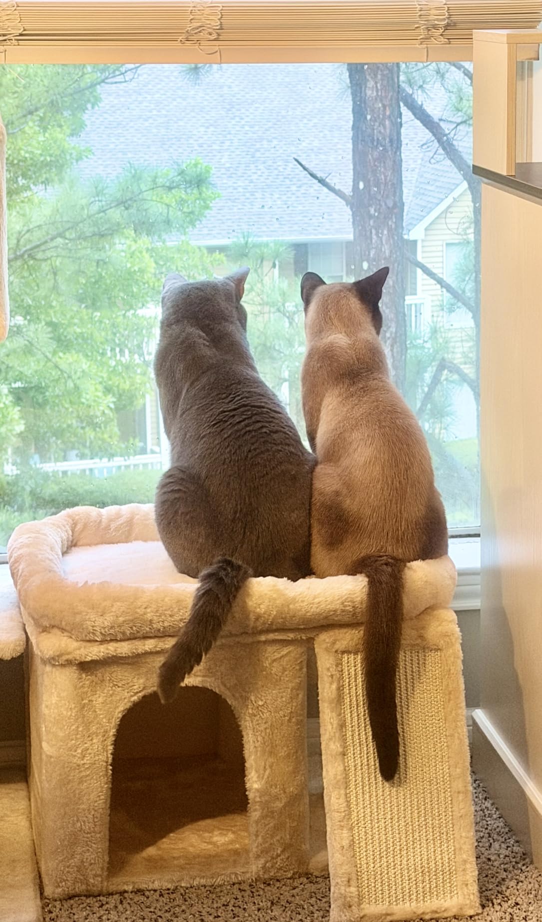 Aechonow Cat Tree for Large Cats, 20x16.5 Perch Bed for Adult Senior Cats customer photo 1