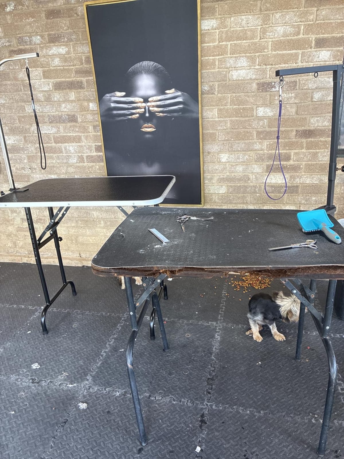 LEIBOU 45'' Height Adjustable(23''~33.8'') and Foldable Pet Dog Grooming Table Heavy Duty Iron Frame with H-Shape Grooming Arm & Noose, Maximum Capacity Up to 260lbs, Black customer photo 1