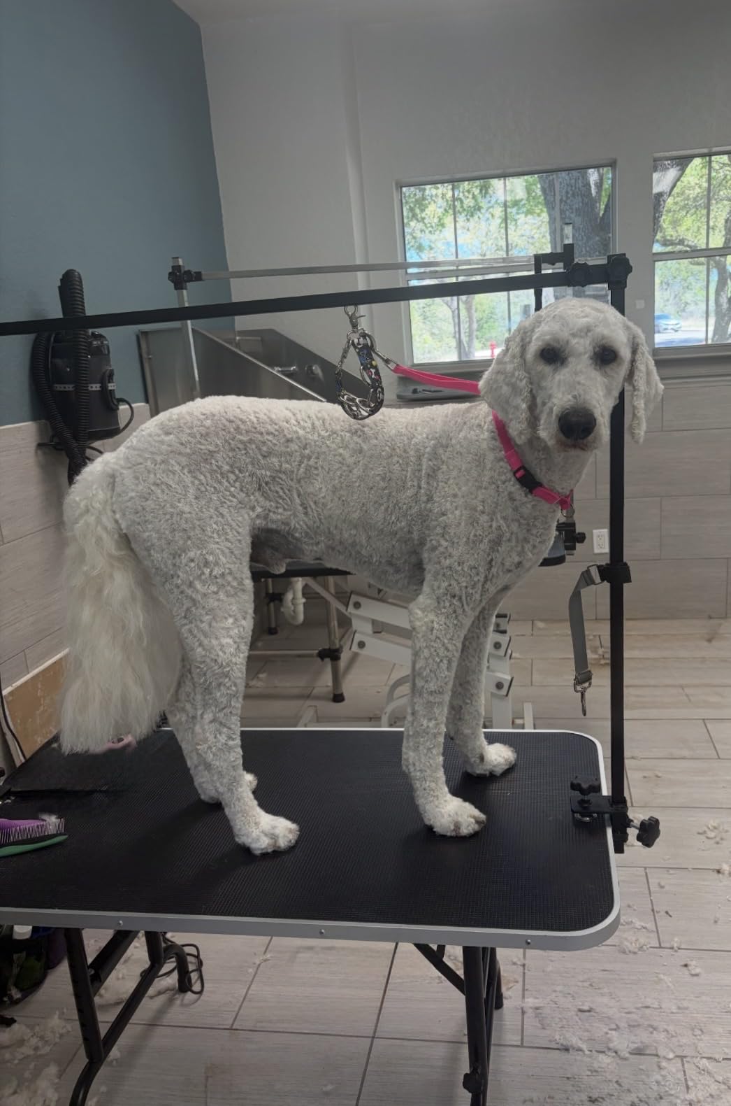 LEIBOU 45'' Height Adjustable(23''~33.8'') and Foldable Pet Dog Grooming Table Heavy Duty Iron Frame with H-Shape Grooming Arm & Noose, Maximum Capacity Up to 260lbs, Black customer photo 2