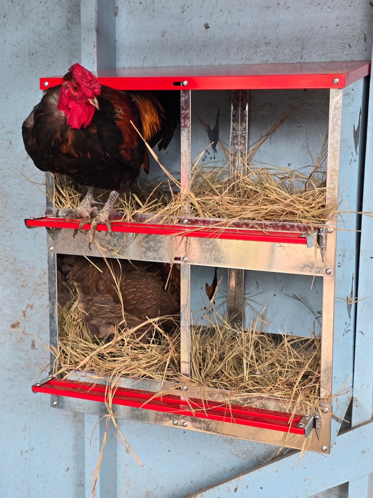 Chicken Nesting Boxes - 6 Compartment Metal Poultry Nest Box Wall Mount for Chickens, Hens, Ducks - Easy Egg Collection - Large Vented Holes Chicken Coop Equipment (6 Compartment) customer photo 2