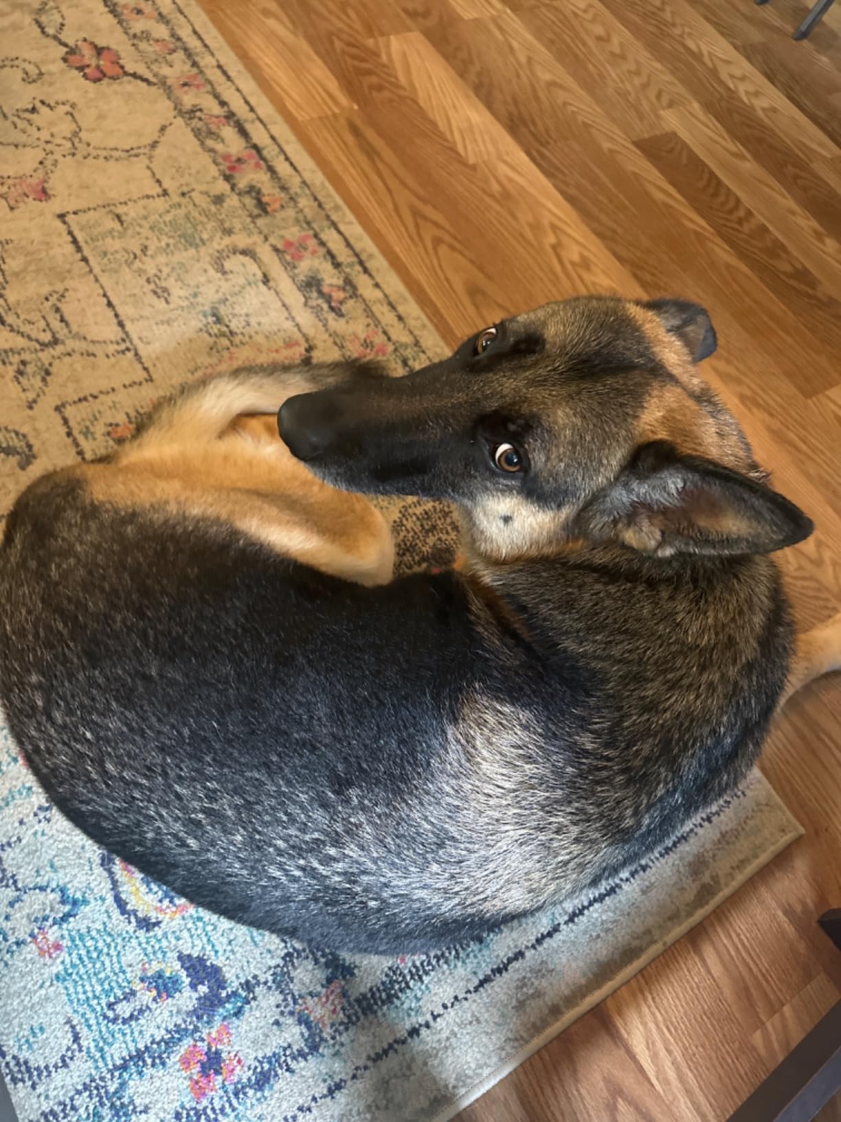 Dog Dryer,High Velocity Professional Dog Grooming Dryer customer photo 2