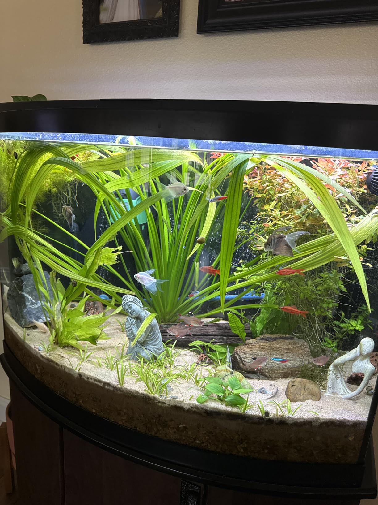 AQUASMITH No-Hum Whisper-Quiet Aquarium Air Pump,<25dB Adjustable Airflow customer photo 1