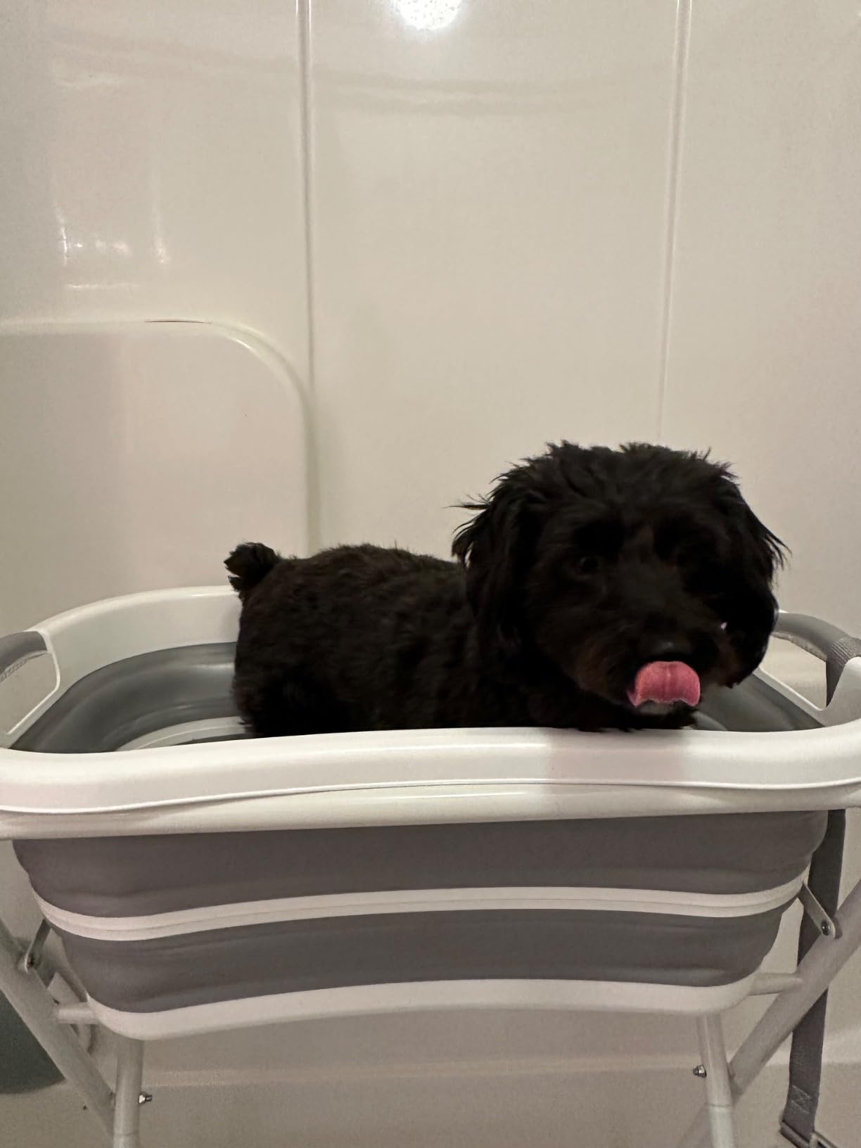 BWOGUE Portable Dog Bathtub, 2-in-1 Elevated Collapsible Washing Station customer photo 2