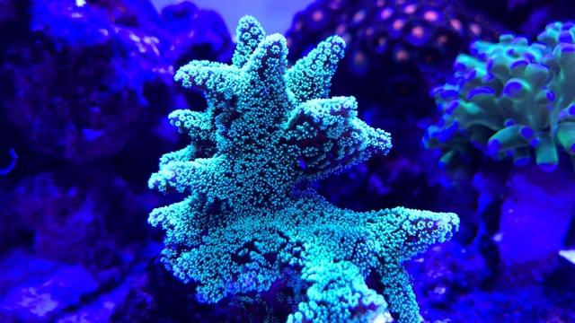 A036 5rd Reef Tank Light 36 Watts Saltwater Light with Touch Control, Reef Lights for Coral Reef Nano Fish Tank Marine Tanks with Timer & Screen customer photo 2