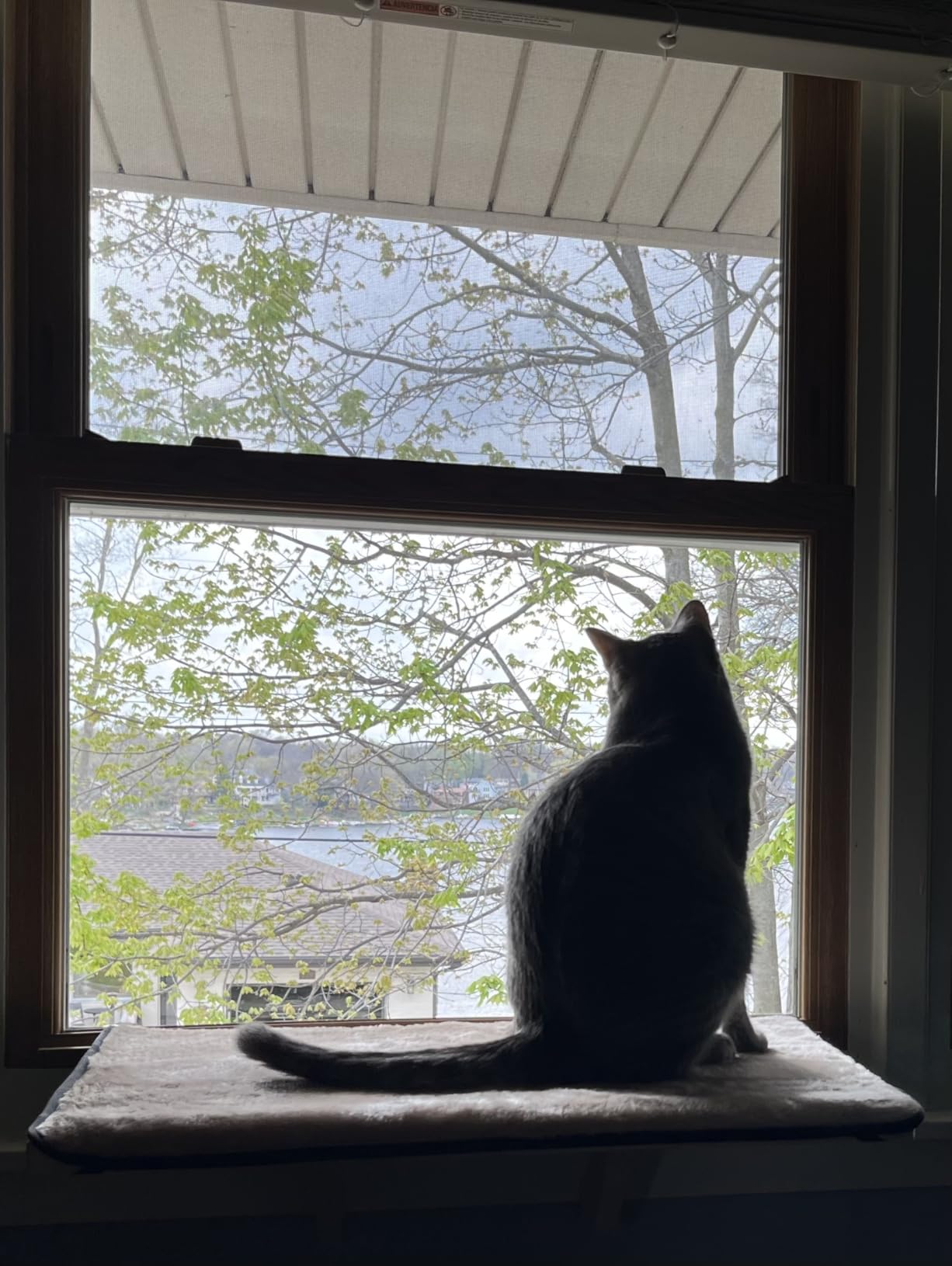 PETSFIT Cat Window Perch for 2 Cats, Adjustable, Solid Wood, Removable Mat customer photo 2