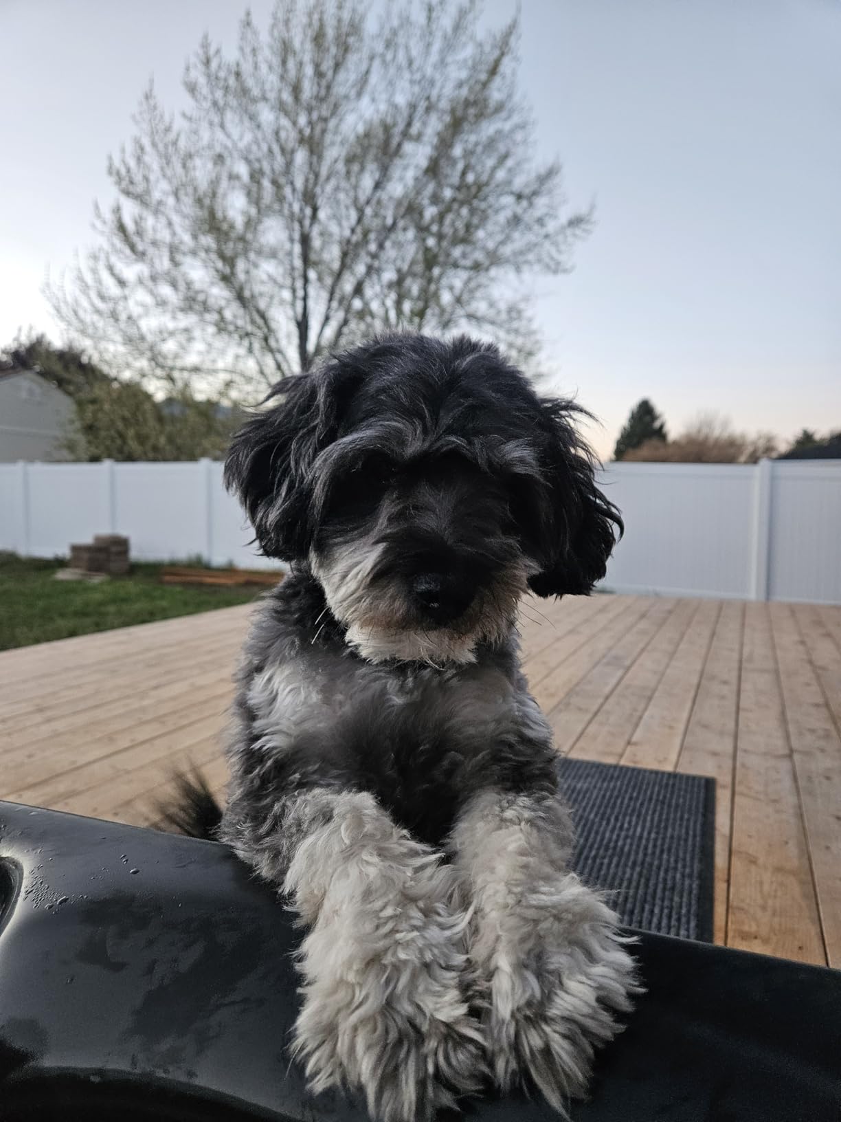 Professional Dog Clippers for Grooming Thick Curly Matted Coats customer photo 2