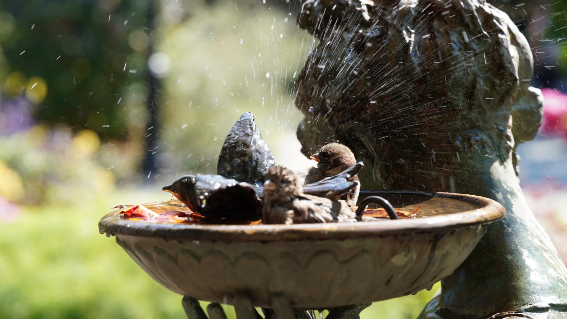 Tamron 90mm F/2.8 Di III VXD 1:1 Macro customer photo 1