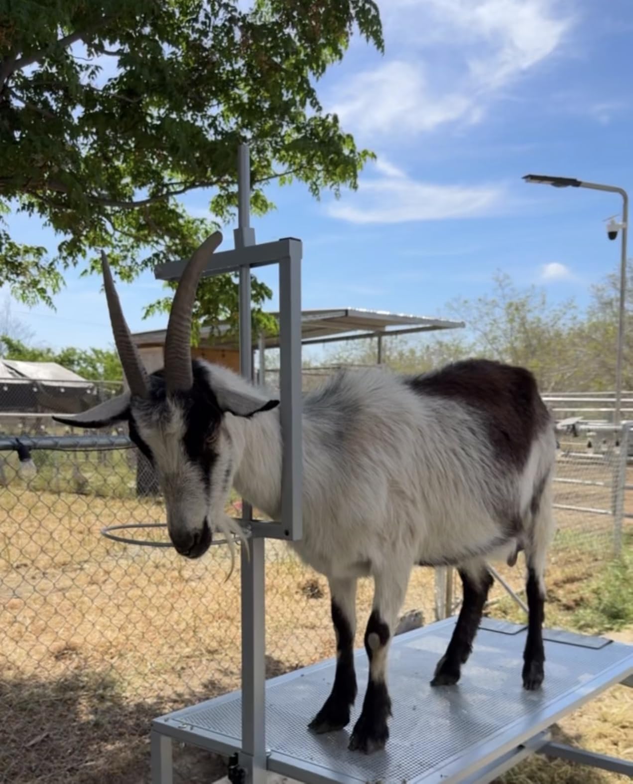 600 LBs Goat Stand with Feed Bin, Goat Milking Stand for Sheep Trimming and Milking, Hoof Trimming Stand Adjustable Size, with Feeder, Iron Blue customer photo 1
