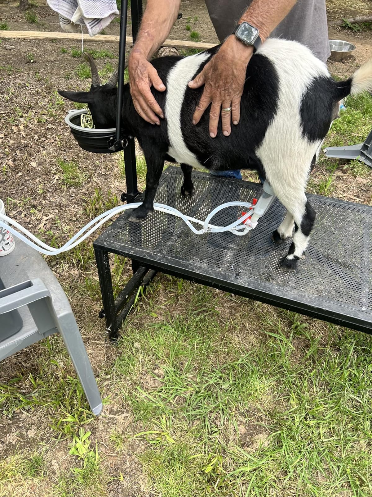 600 LBs Goat Stand with Feed Bin, Goat Milking Stand for Sheep Trimming and Milking, Hoof Trimming Stand Adjustable Size, with Feeder, Iron Blue customer photo 2