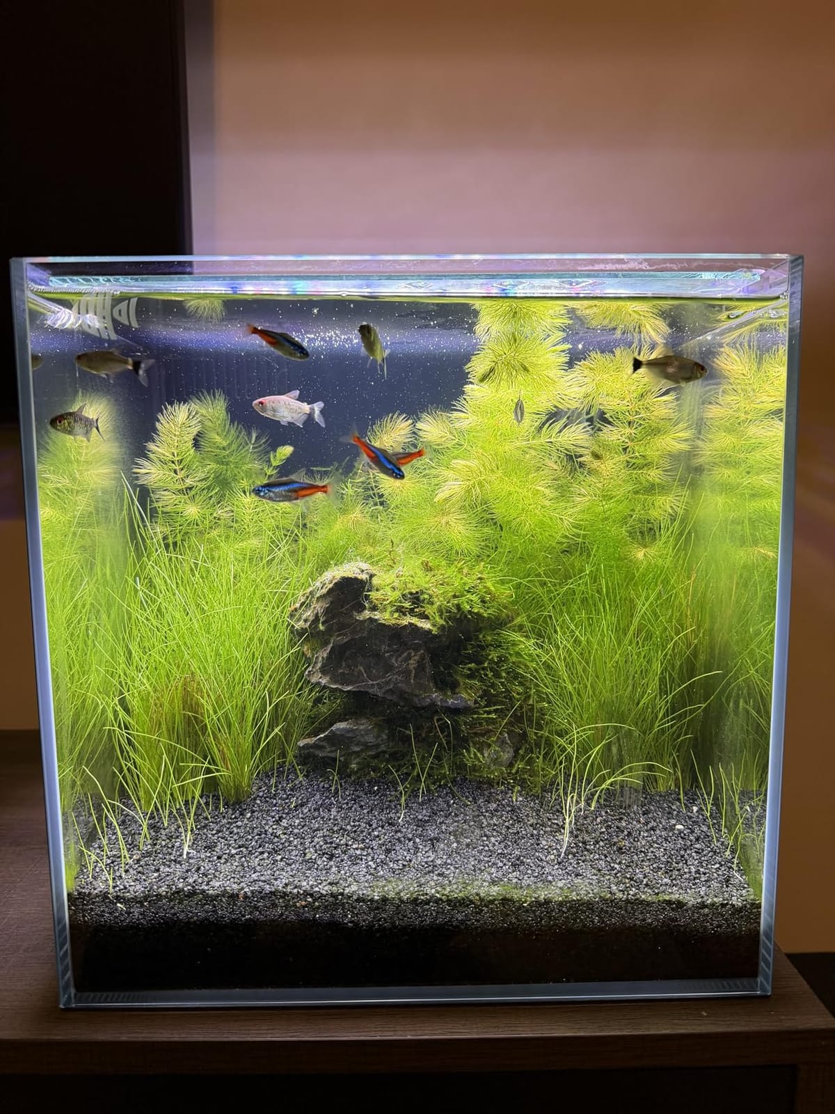 Coralland 8-Gallon Saltwater Aquarium - Ultra Clear Low Iron Glass, 45° Angled Joint Design, Crystal Clear Viewing, Perfect for Marine Fish & Reef Tanks & Freshwater customer photo 2