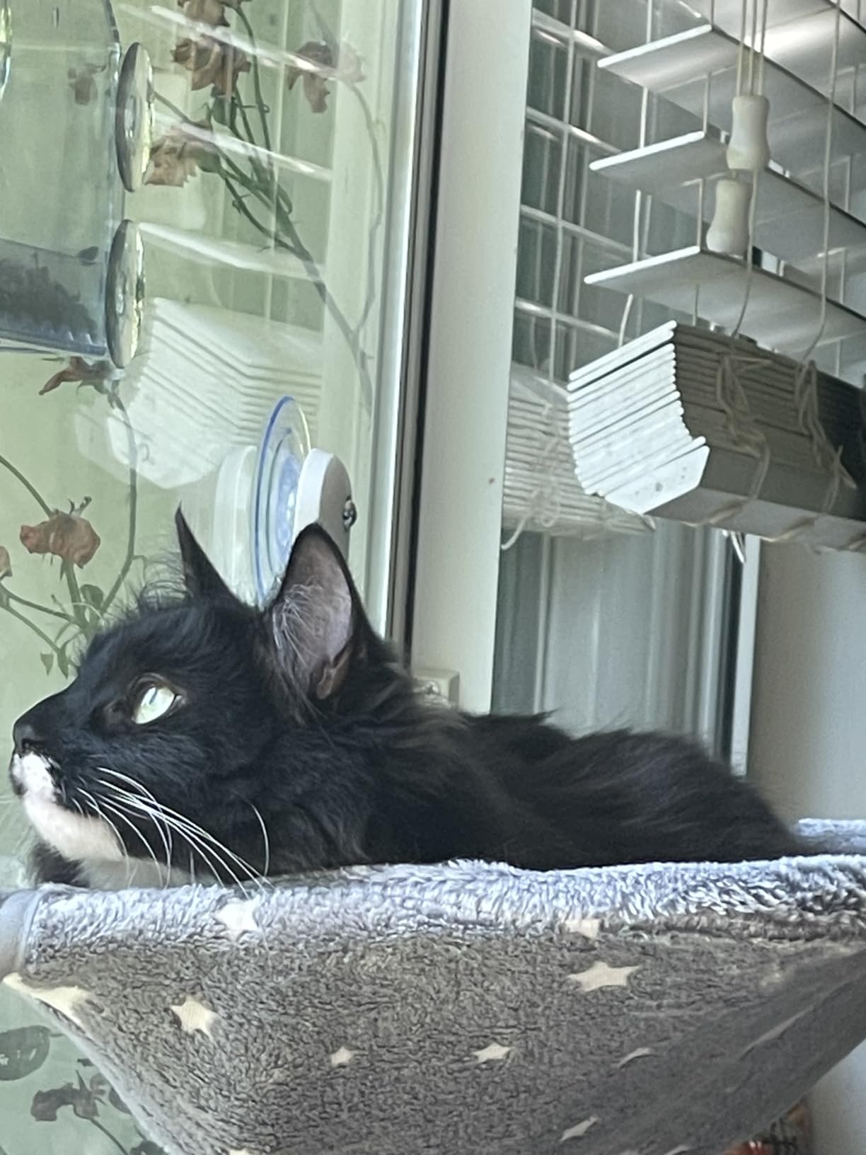 Zoratoo Glow in the Dark Cat Window Perch, Foldable Cordless Pet Hammock, M customer photo 1
