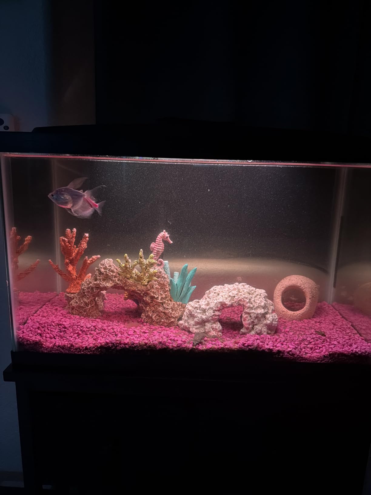 Aqueon Aquarium Starter Kit with Smart Clean Filtration and LED Lighting, Freshwater and Saltwater Fish, Perfect for Tetras, Guppies, Platies, 10-Gallon customer photo 2