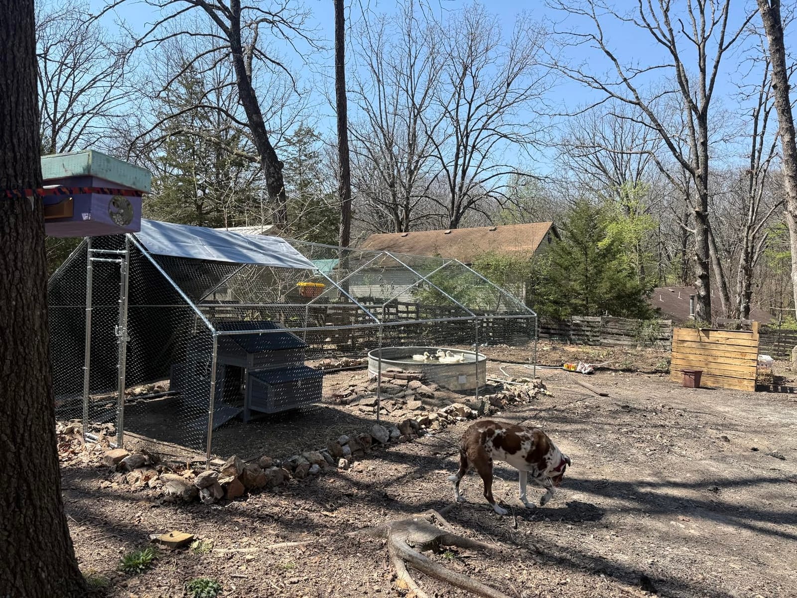 Aivituvin Chicken Coop 67.3