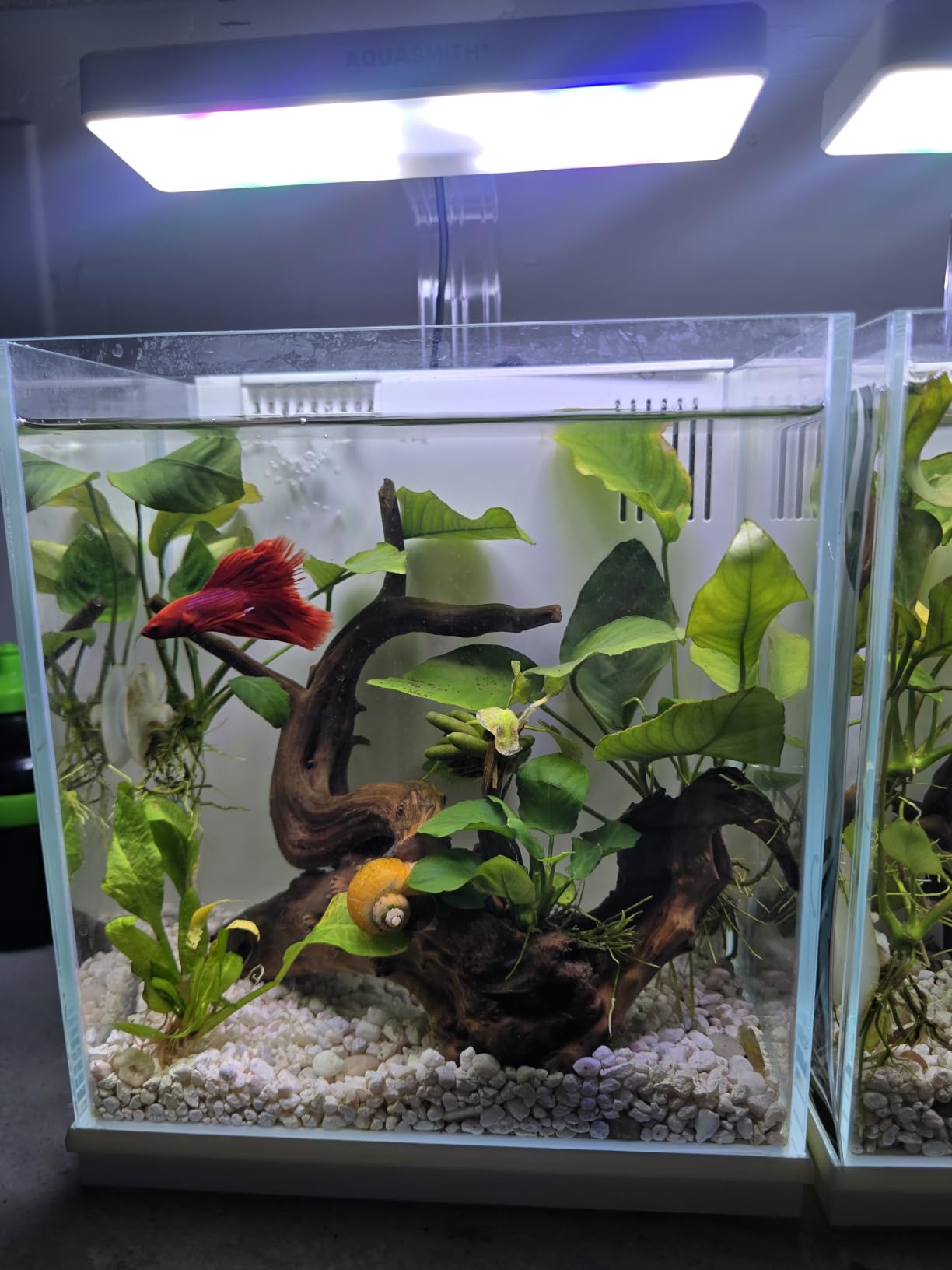 AQUASMITH 2-Gallon All-in-One Fish Tank – Silent Pump, 3-Stage Filtration & Easy Water Change, Perfect Self-Care Betta Aquarium Kit for Kids & Beginners (White customer photo 2