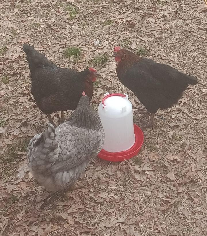 Chicken Waterer 4-Gallon Metal Handle Poultry Drinker | Large Capacity Poultry Waterer | for Chickens, Ducks, Baby Chicks, Chickens, Turkeys and More customer photo 2