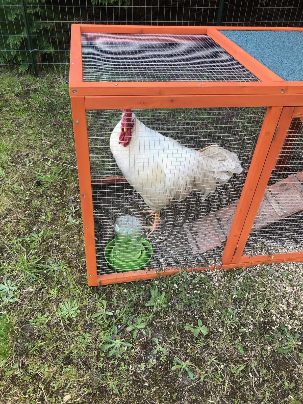 Large Chicken Coop Outdoor Wooden Duck Hen House Poultry Pet Cage 79