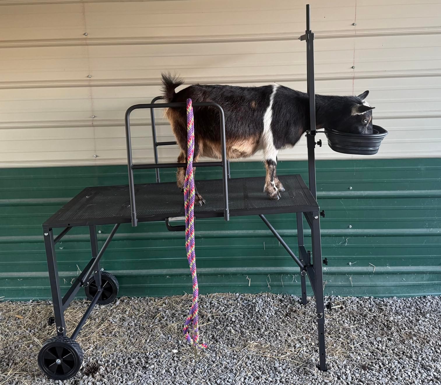 Goat Stand with Adjustable Headpiece & Legs, Goat Milking Stand with Feeder, Rails & Wheels, Stanchion for Grooming & Hoof Trimming, Sheep Stand for Shearing Heavy-Duty Steel Platform, Black customer photo 2