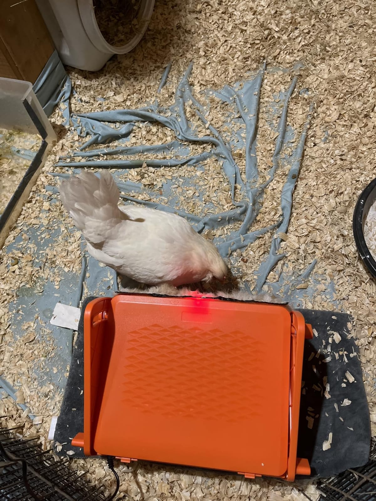 Chick Brooder Heater Plate for Baby Chicks, Ducklings & Poultry customer photo 1