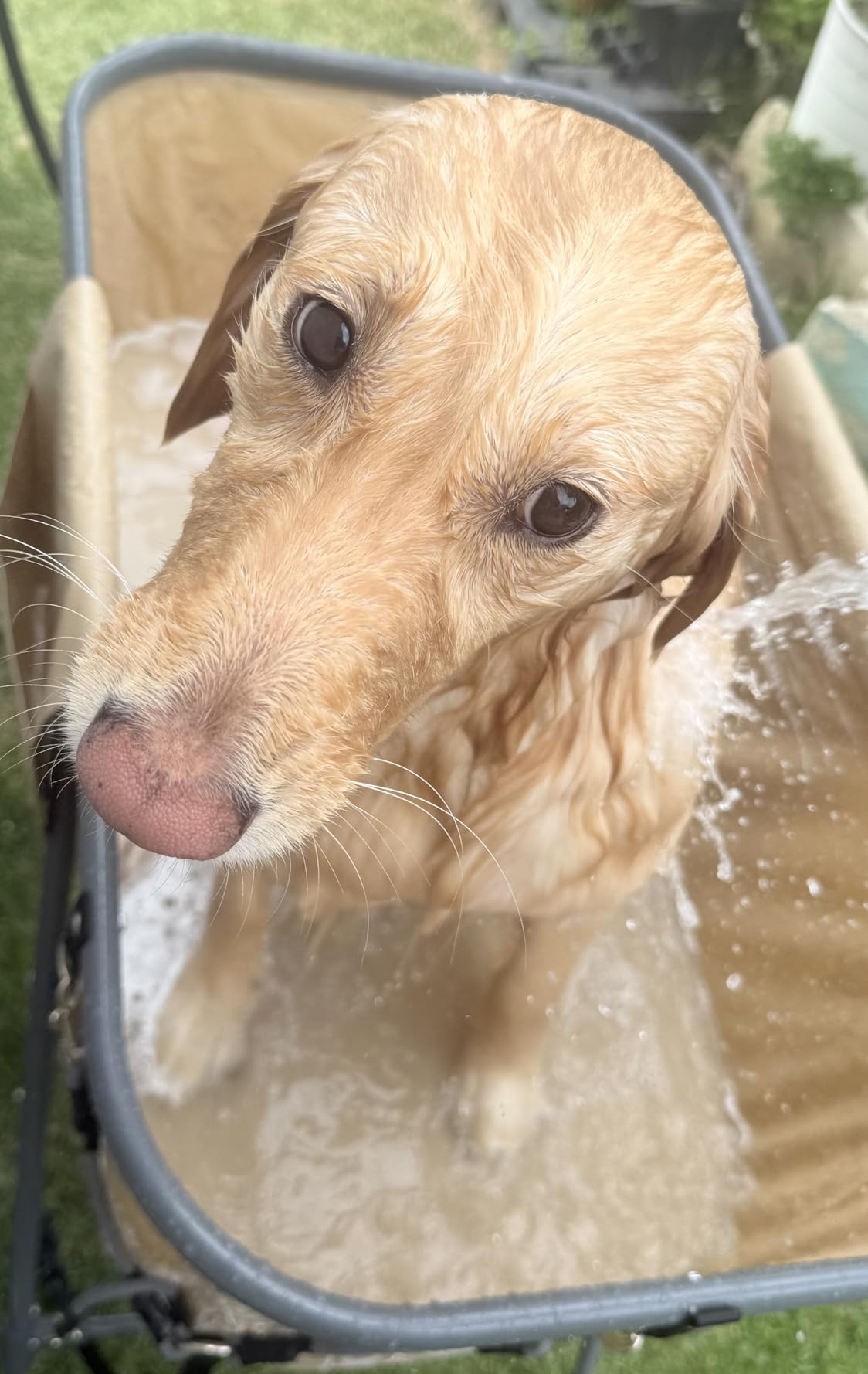SereneLife Foldable Dog Bath Tub with Adjustable Height, 360° Access, Drain Hose & Storage Pockets – 130 lb Capacity Grooming Station for Indoor/Outdoor Use (Gray) customer photo 2