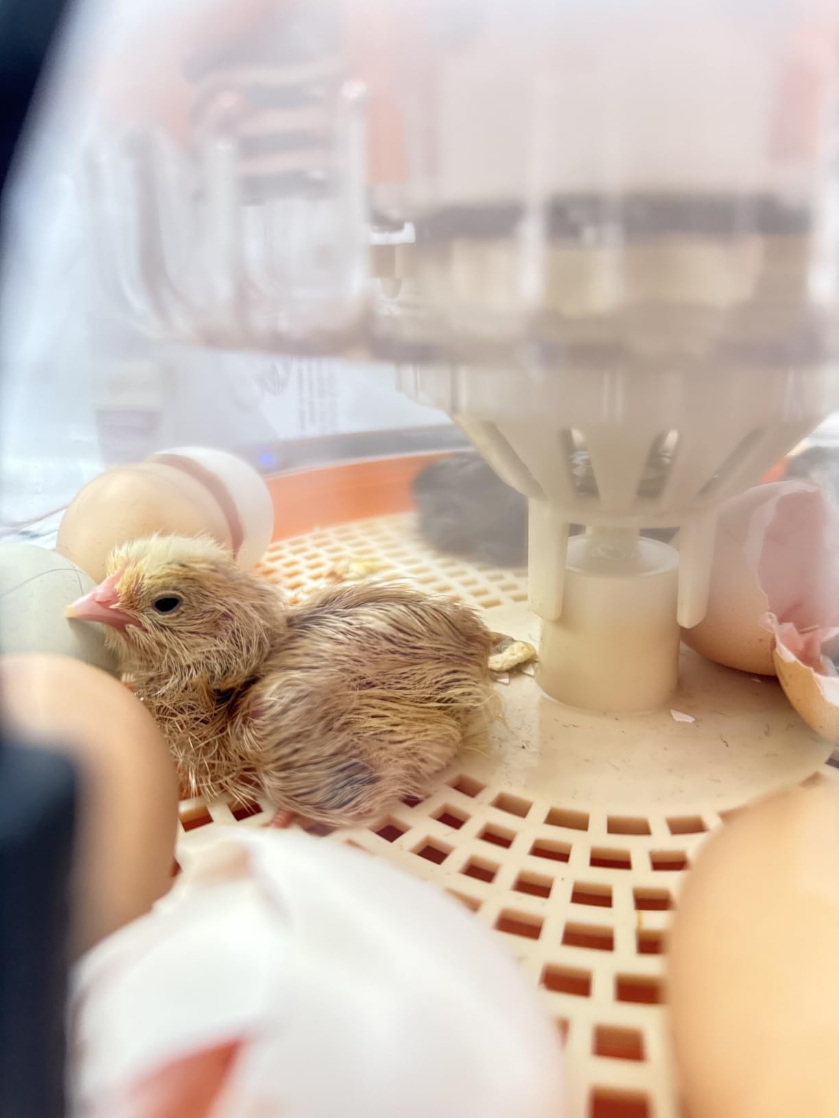 18 Egg Incubators for Hatching Eggs, Automatic Egg Turning and Humidity Control Incubator for Hatch Chicken Duck Quail Pigeon Pheasant Partridge Home Classroom Lab- customer photo 2