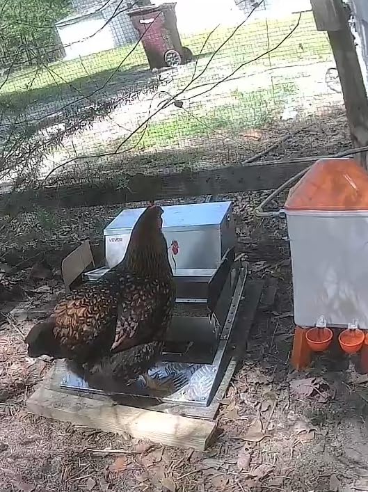 VEVOR Automatic Chicken Feeder, 40 lbs Capacity, Rainproof Treadle Poultry Feeder with Lockable Lid, No Waste, Galvanized Steel Construction, Outdoor Use, for Chicken, Bantams, Poultry, Pheasants customer photo 2