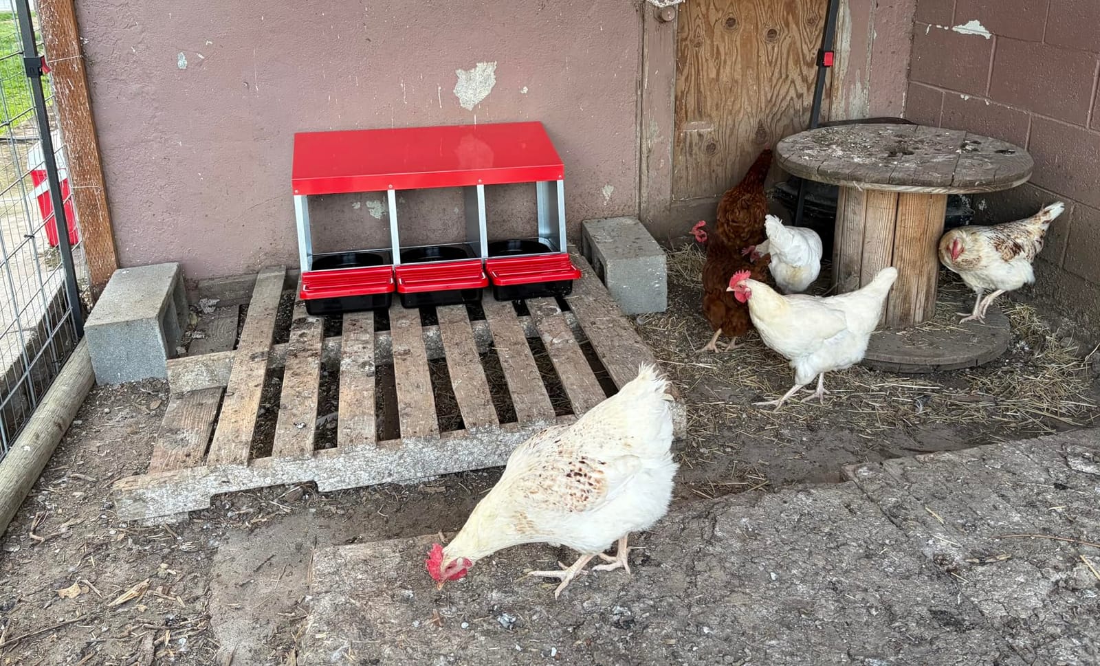 ZenxyHoC Two-Tier Chicken Nesting Box Red 6 Compartments customer photo 2