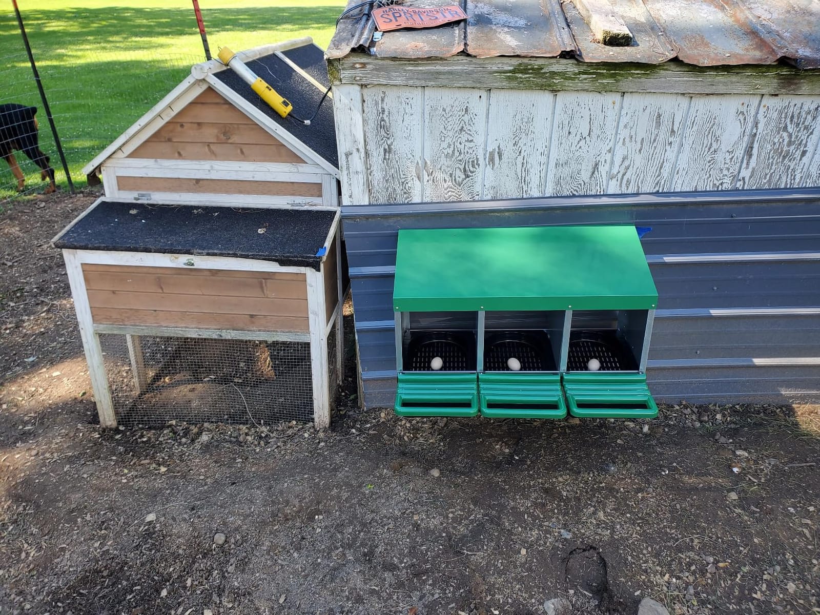 Chicken Nesting Boxes, Roll Away Nest Box for Egg Collector, 4 Holes Orange customer photo 1