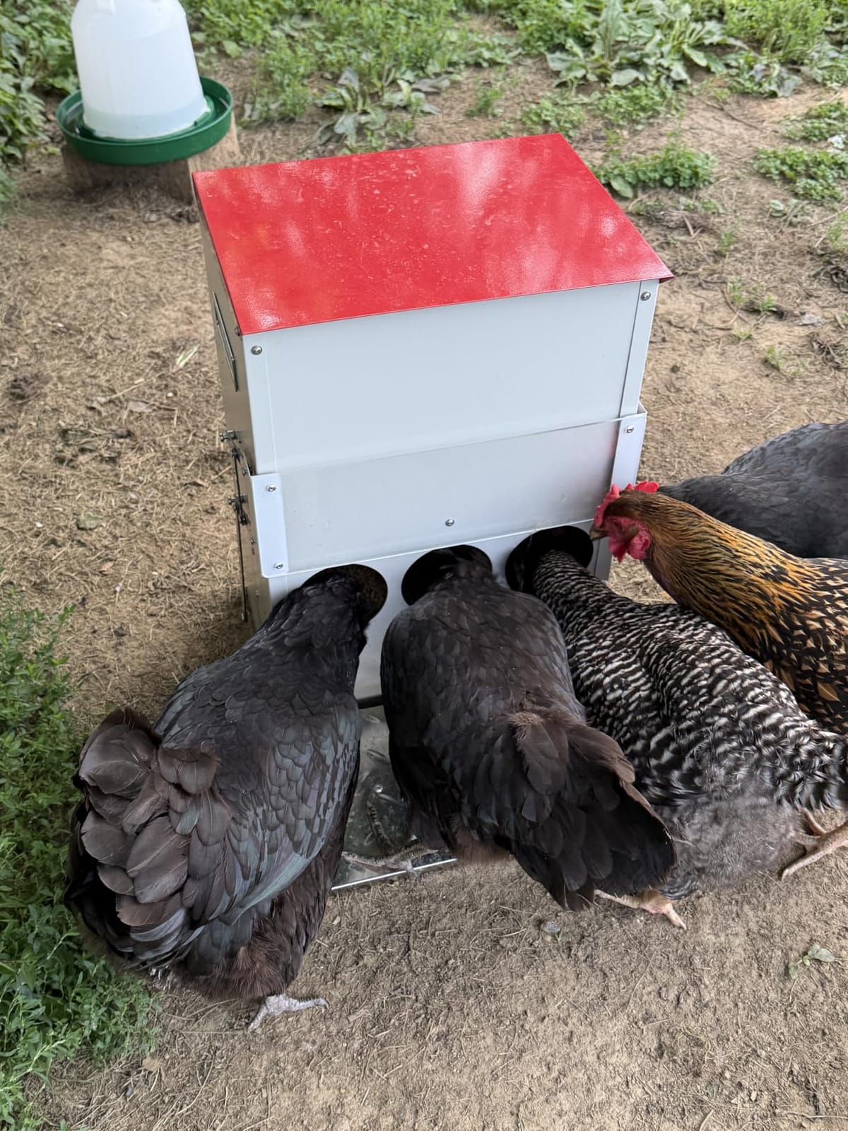 25LB Automatic Chicken Feeder No Waste Metal Gravity Poultry Feeder Treadle Feeder 3 Feeding Ports with Lid, Weatherproof Galvanized Chicken Food Dispenser for Ducks, Goose, Turkey customer photo 2