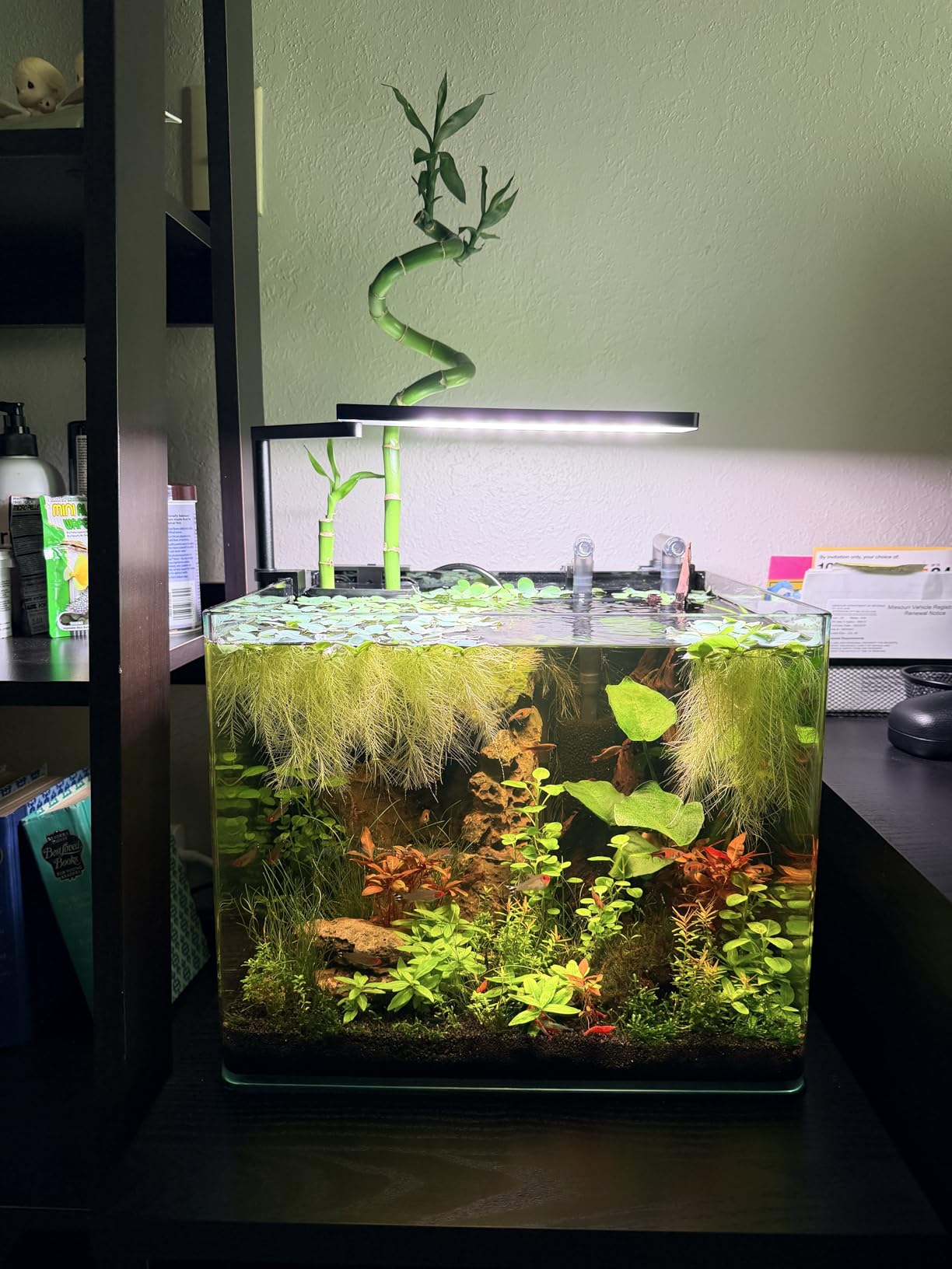 FZONE Solo Series Nano Aquarium Light for Saltwater and Reef Coral Tanks customer photo 1
