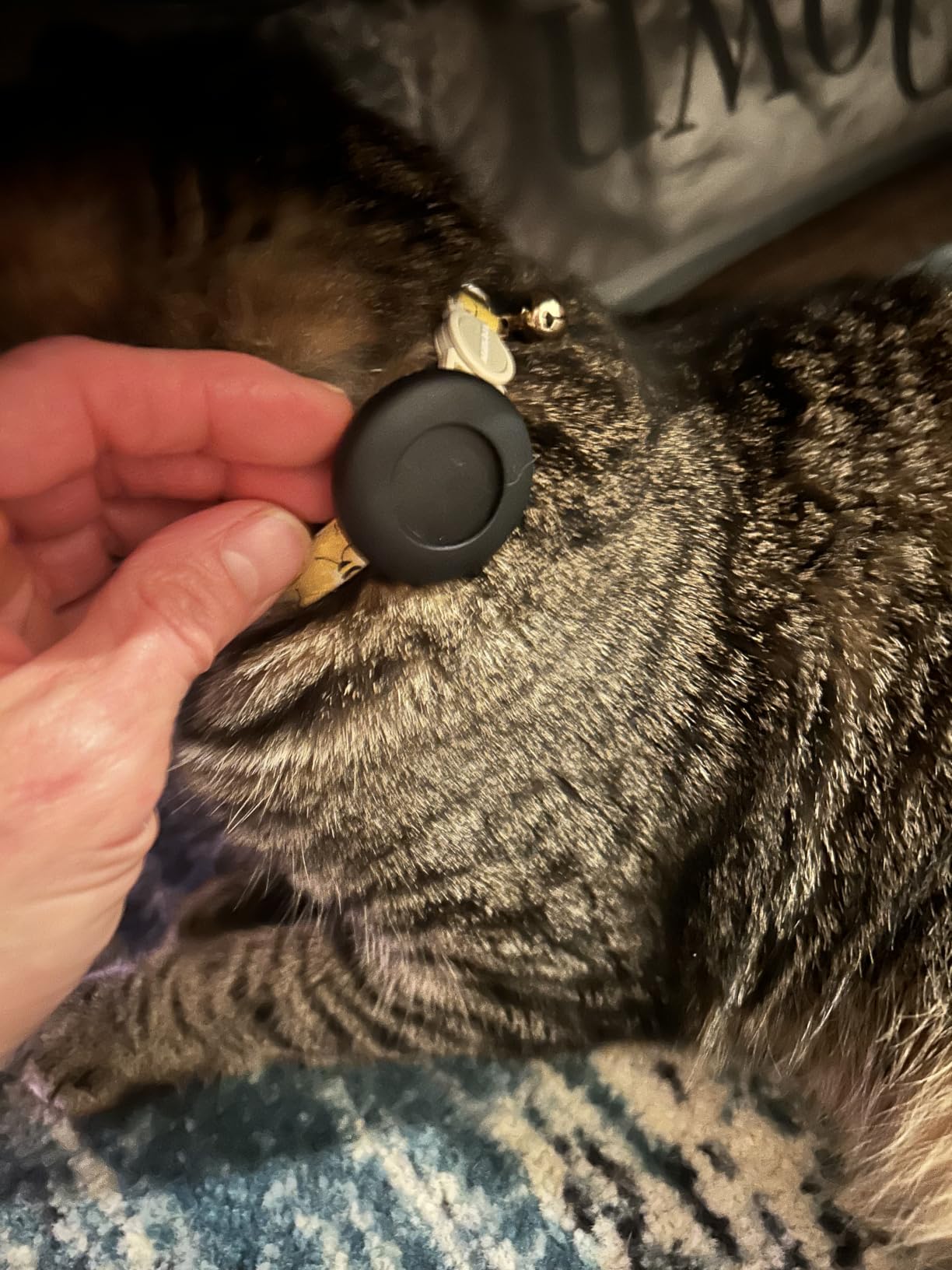 GPS Tracker for Dogs, Find My, 1-Year Battery, No Monthly Fee customer photo 1