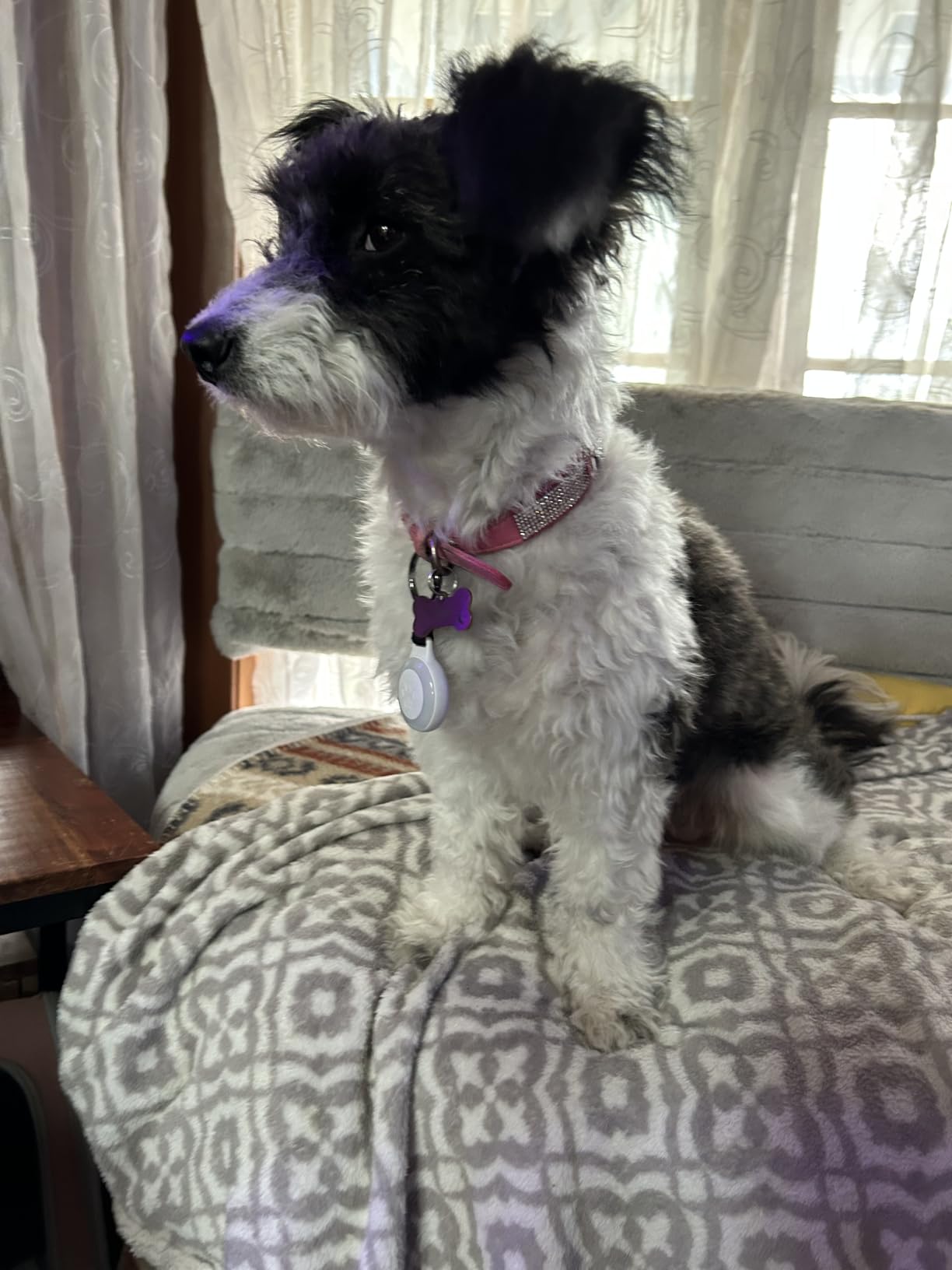Pet Tracker for Dogs Cats, Location & LED Night Light Tag, No Monthly Fee customer photo 1